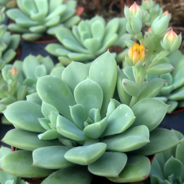 Echeveria 'Chrissy n Ryan'