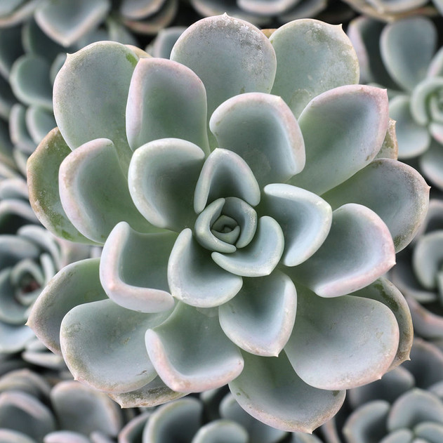 Pachyveria 'Orpet'
