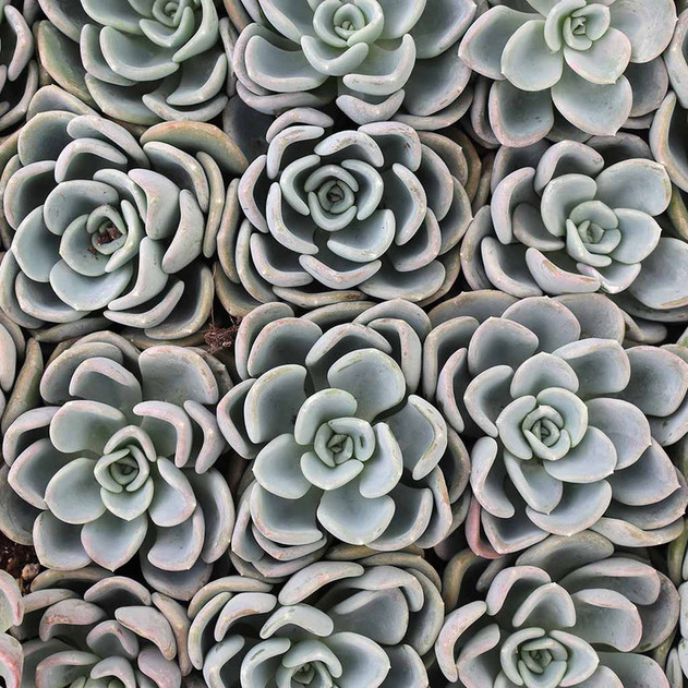 Pachyveria 'Orpet'