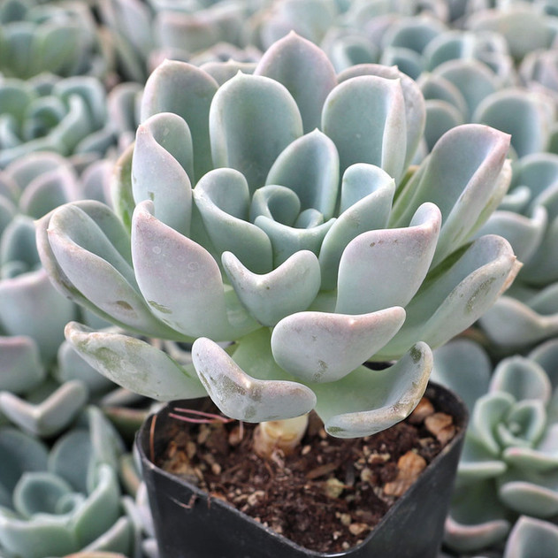 Pachyveria 'Orpet'