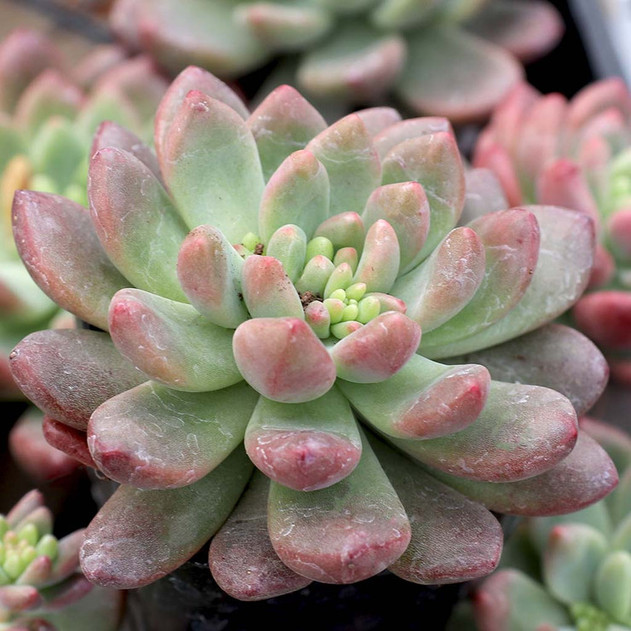 Cremneria 'Expatriata' - March