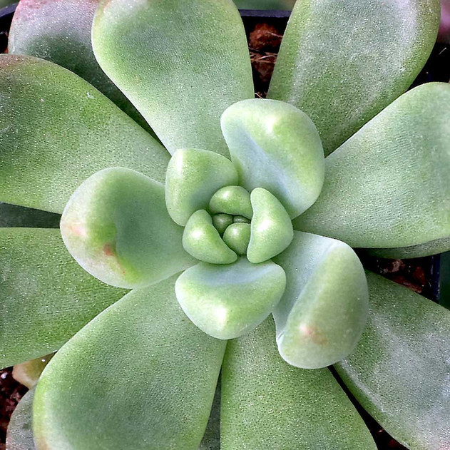 Cremneria 'Expatriata'
