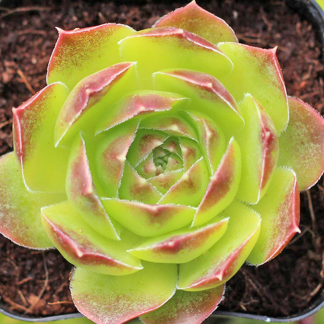 Sempervivum heuffelii 'Gold Bug' (Young) (Greenhouse) - April