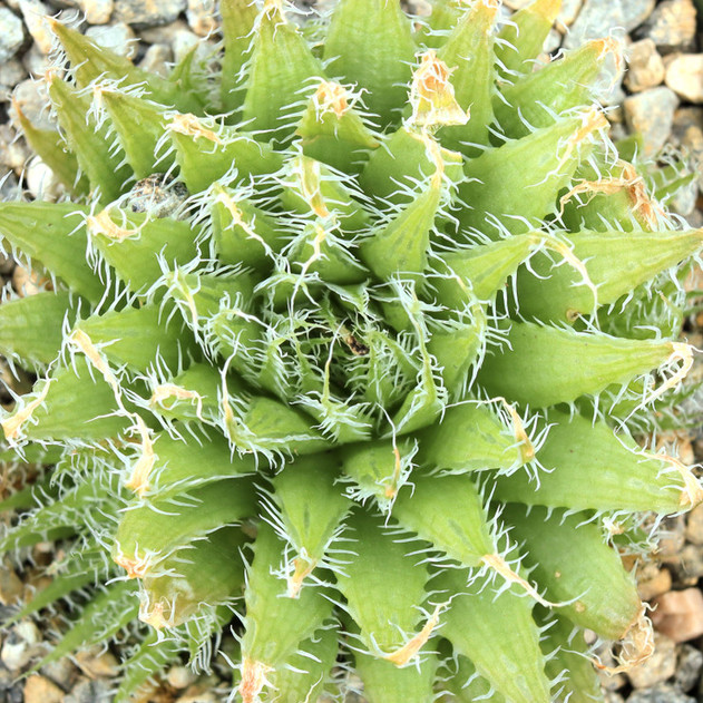 Haworthia arachnoidea - Cobweb Aloe [large]
