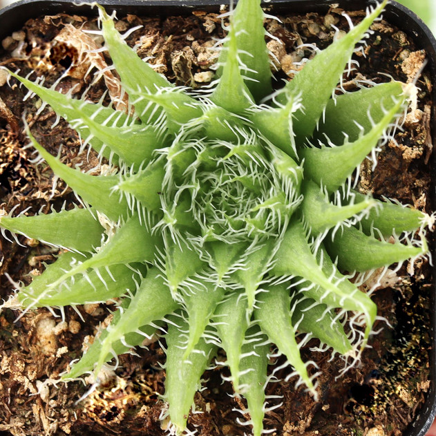 Haworthia arachnoidea - Cobweb Aloe