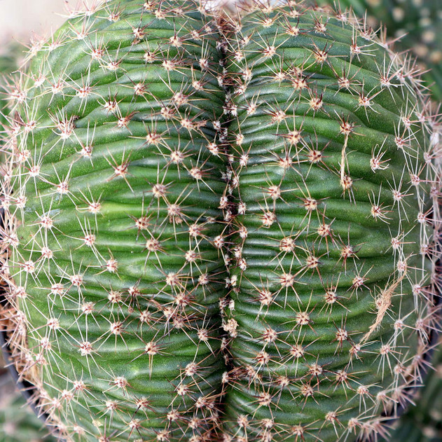 Echinopsis f. cristata - Caterpillar Cactus [large] - March
