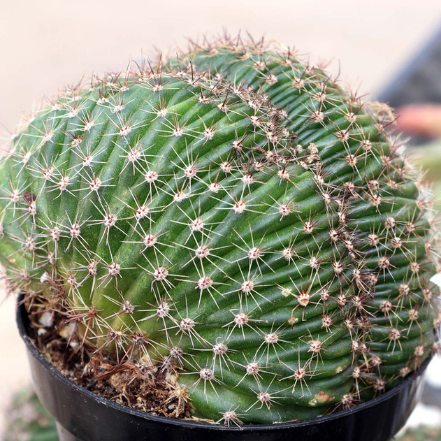 Echinopsis f. cristata - Caterpillar Cactus [large] - March