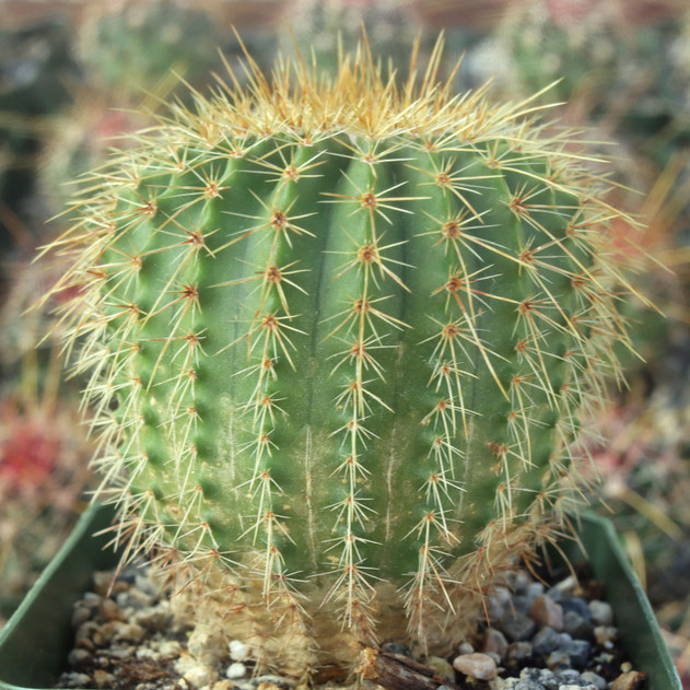 Parodia nigrispina [large] - September