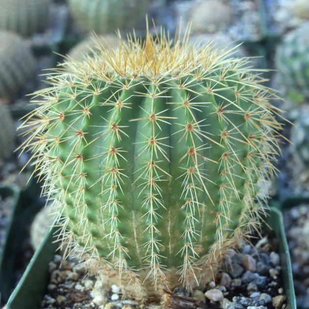 Parodia nigrispina [large] - September