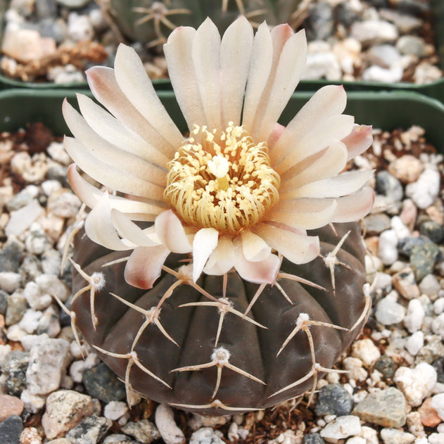 Gymnocalycium bayrianum - Bloom