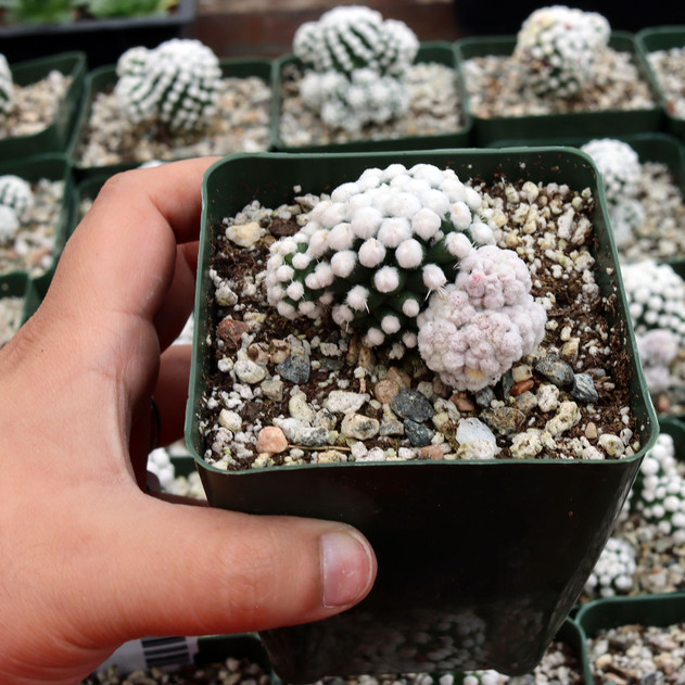 Mammillaria gracilis 'Oruga' [large]