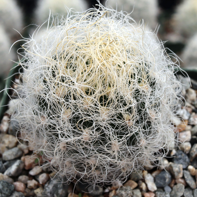 Eriosyce senilis [large]