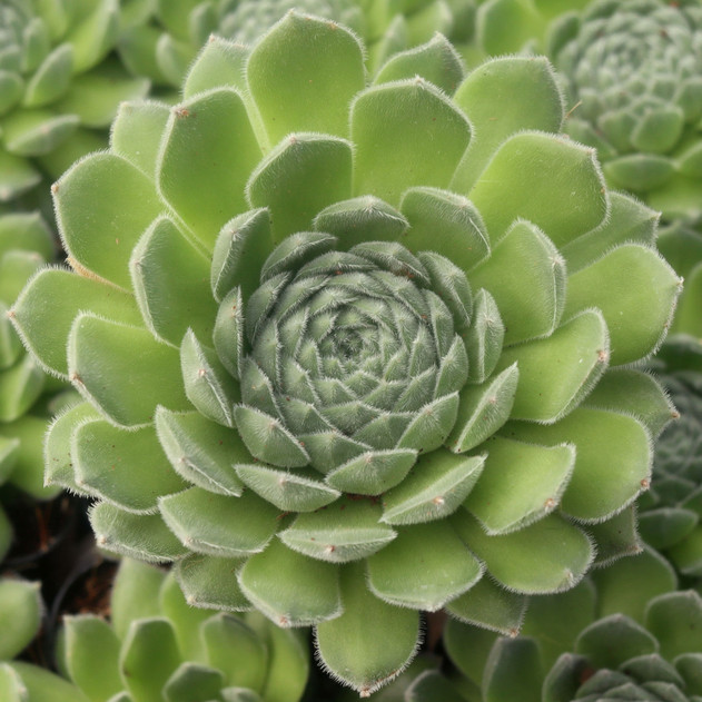 Sempervivum 'Pacific Rim'