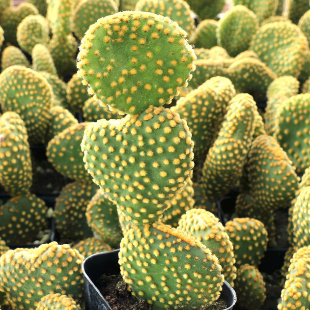 Opuntia microdasys f. monstrosa 'Crazy Bunny Ears' - February