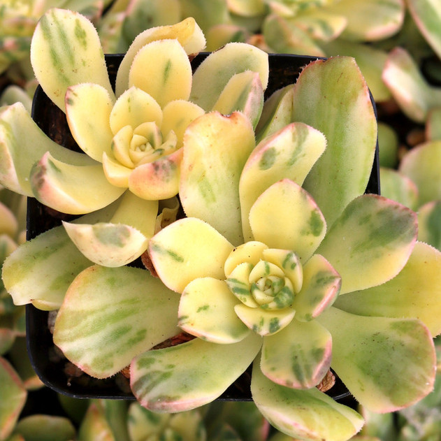 Aeonium castello-paivae variegata 'Suncup' - Summer