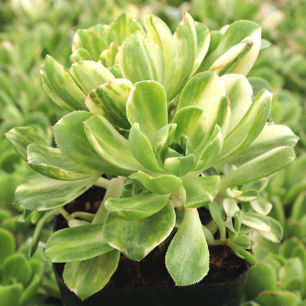 Aeonium castello-paivae f. variegata 'Suncup' - February