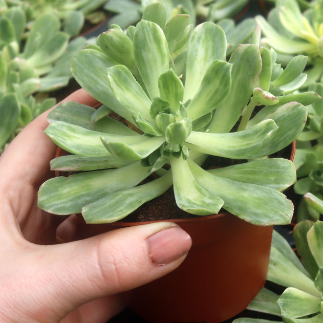 Aeonium castello-paivae f. variegata 'Suncup' [large] - September