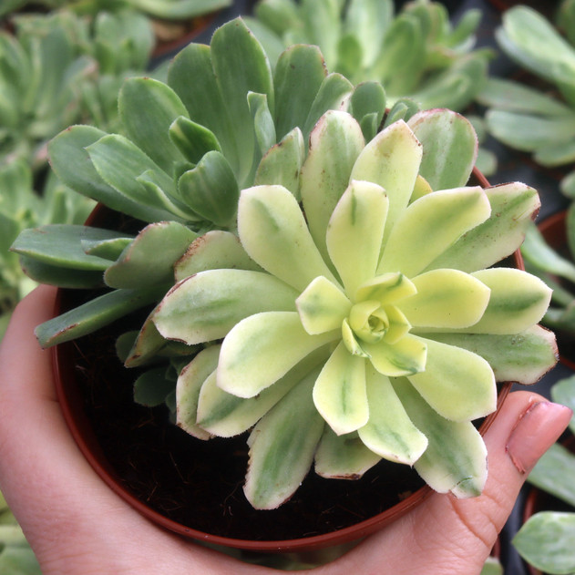 Aeonium castello-paivae f. variegata 'Suncup' [large] - September
