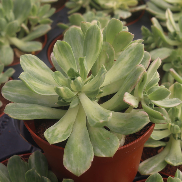 Aeonium castello-paivae f. variegata 'Suncup' [large] - September