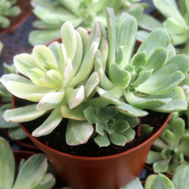 Aeonium castello-paivae f. variegata 'Suncup' [large] - September