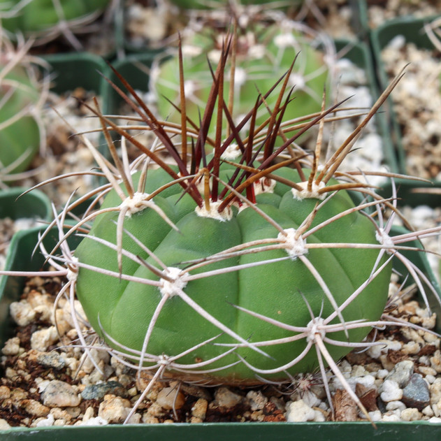 Gymnocalycium curvispinum [large]