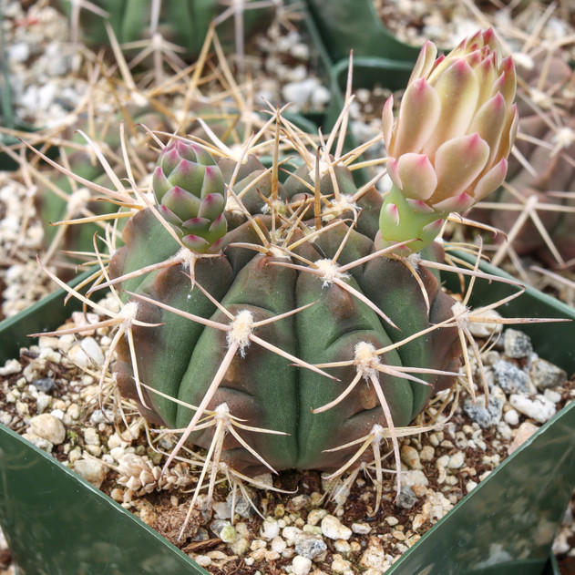 Gymnocalycium curvispinum var. acuticostatum [large]