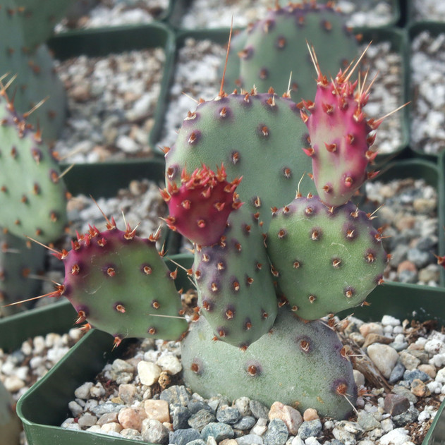 Opuntia 'Santa Rita'