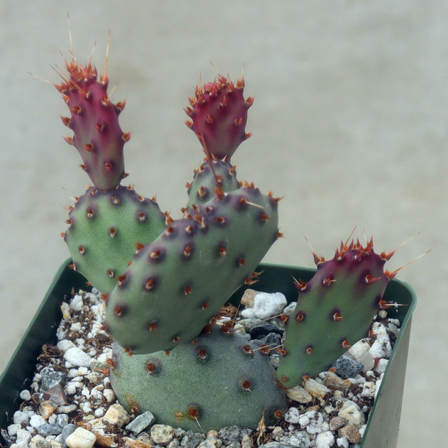 Opuntia 'Santa Rita'