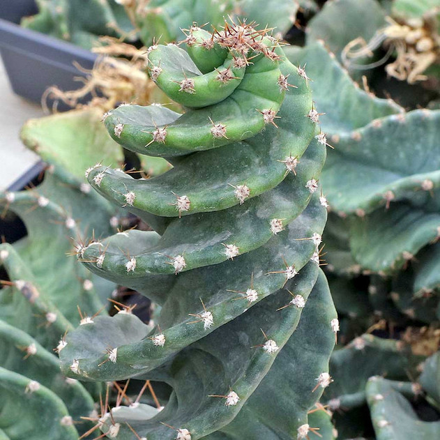 Cereus forbesii 'Spiralis' [bare root]