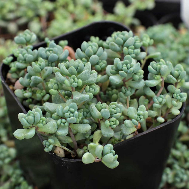 Sedum dasyphyllum