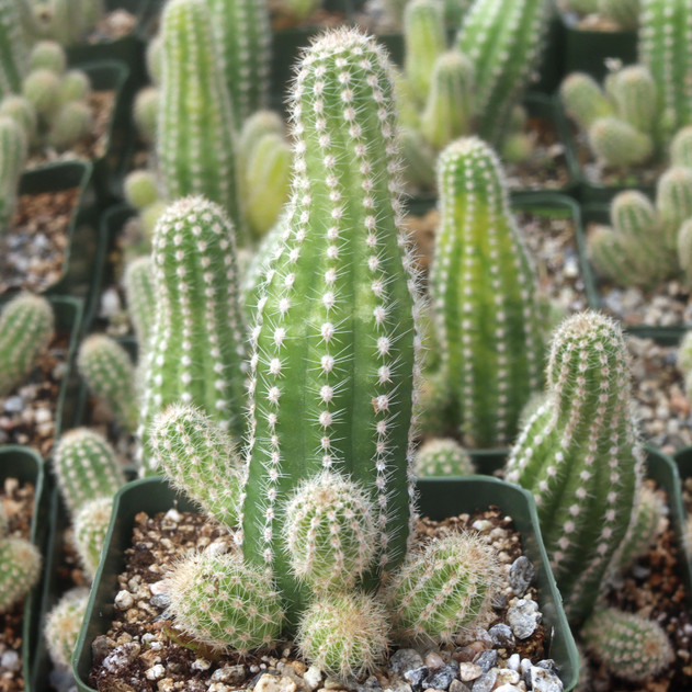 Echinopsis 'Captain Jessop'