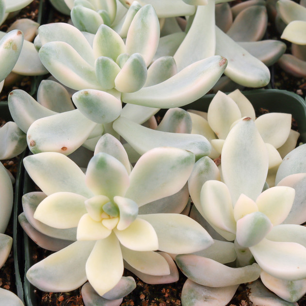 Graptopetalum paraguayense - Variegated Ghost Plant [large]
