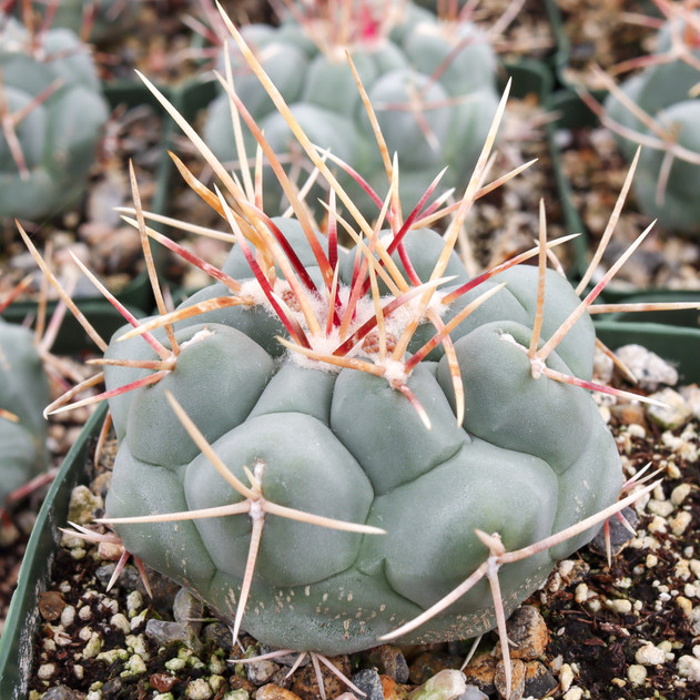 Thelocactus hexaedrophorus f. labouretianus [large]