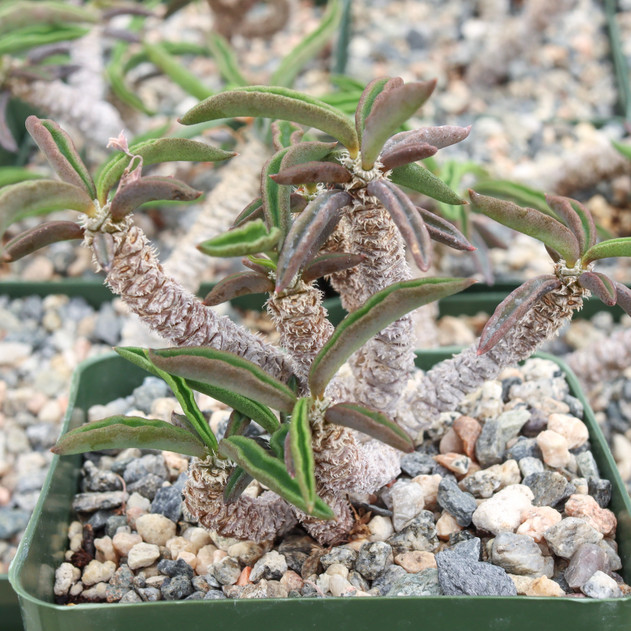 Euphorbia cylindrifolia [large]