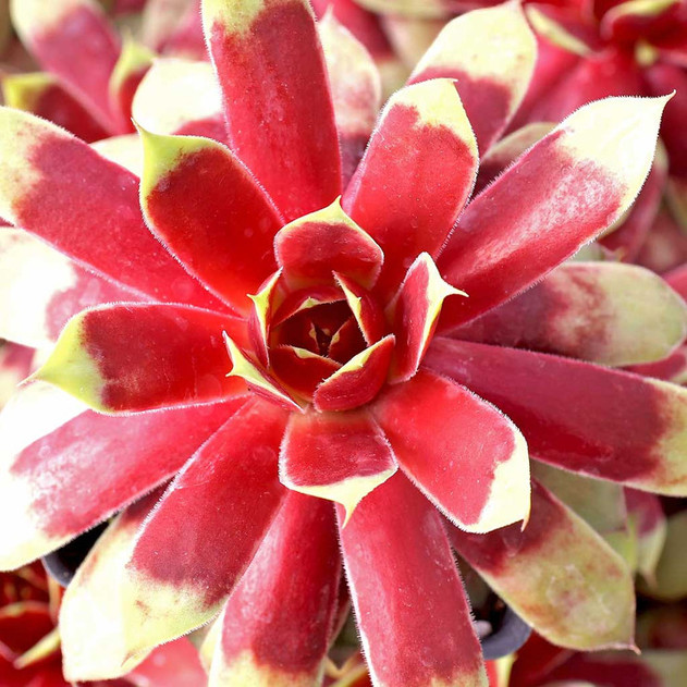 Chick Charms® Gold Mine™ - March