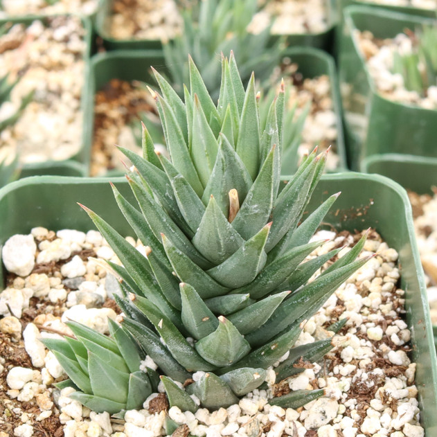 Haworthiopsis glauca var. glauca