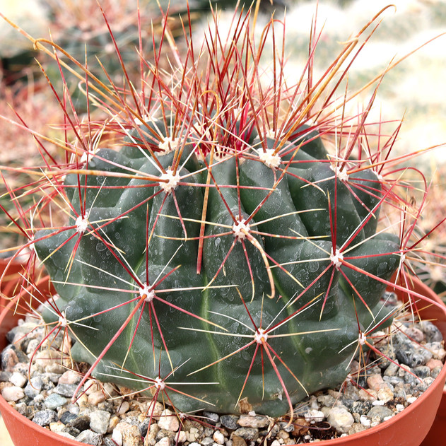 Ferocactus hamatacanthus - Texas Barrel Cactus [extra large]