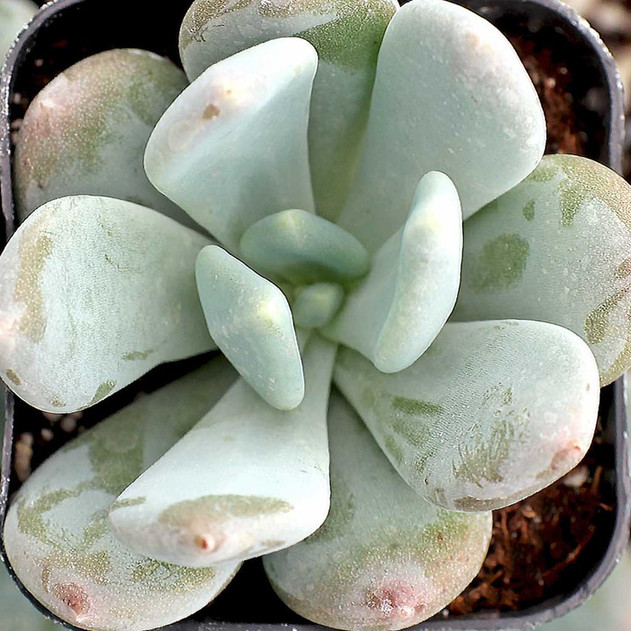 Pachyveria 'Powder Puff'