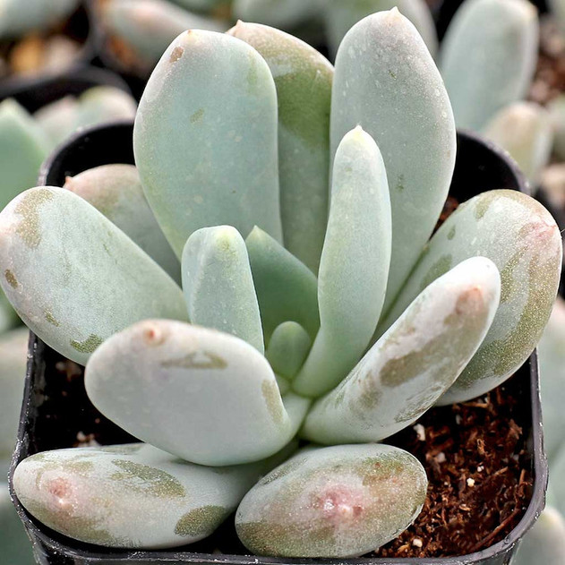 Pachyveria 'Powder Puff'