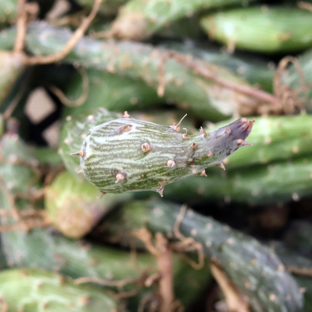 Senecio pendulus - Inch Worm [bare root]