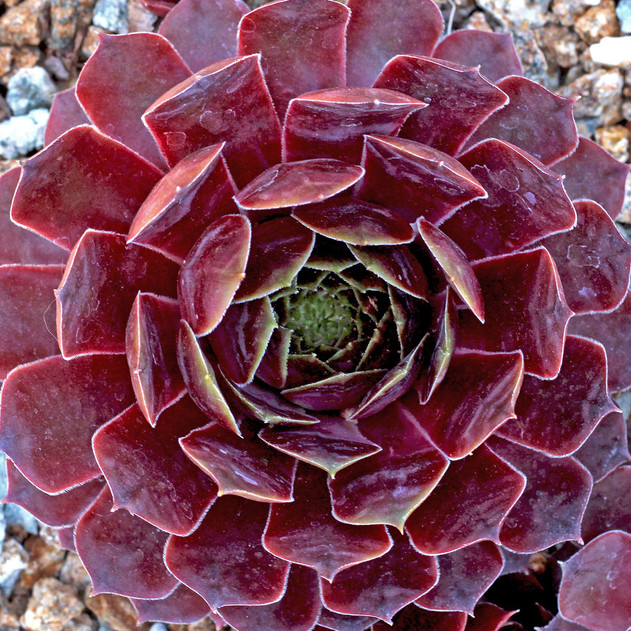 Sempervivum 'Bellott's Pourpre' (Outdoors) - May