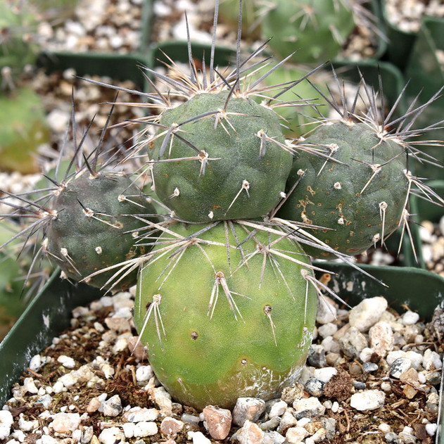 Tephrocactus alexanderi - Indian Ball Cactus [small]