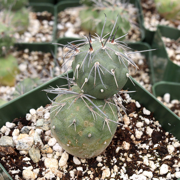Tephrocactus alexanderi - Indian Ball Cactus [small]