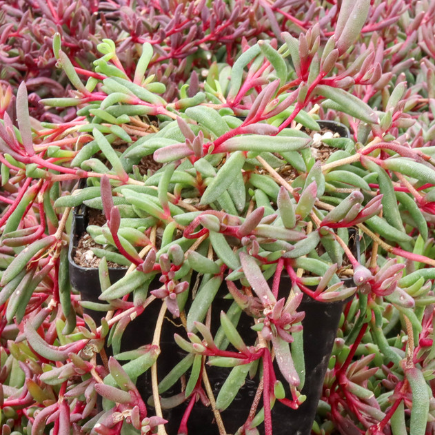 Delosperma Desert Dancers 'Purple' [large]