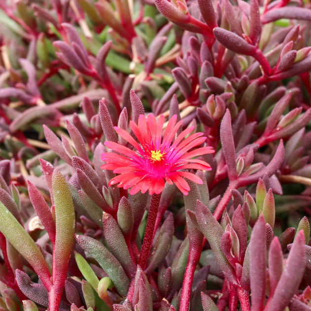 Delosperma Desert Dancers 'Red' [large]