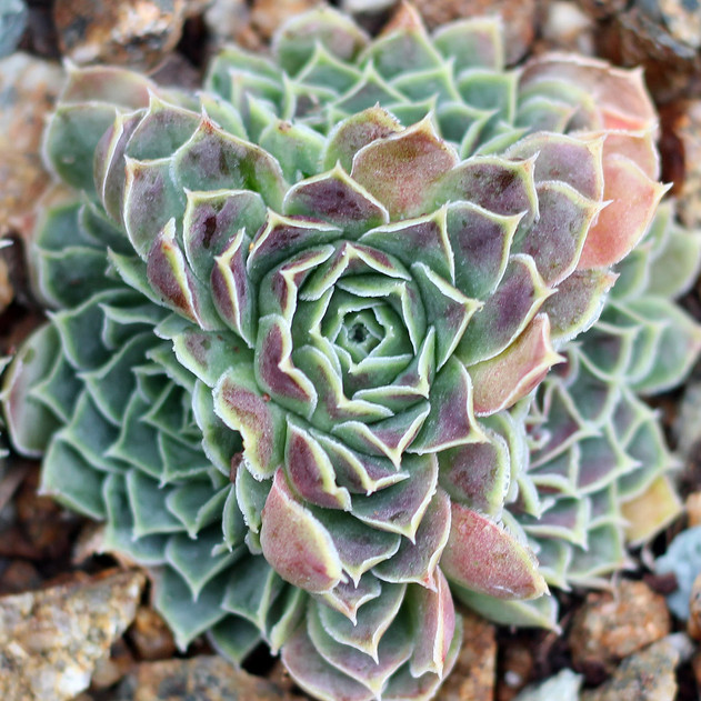 Sempervivum heuffelii 'Minutum' (Outdoors) - November