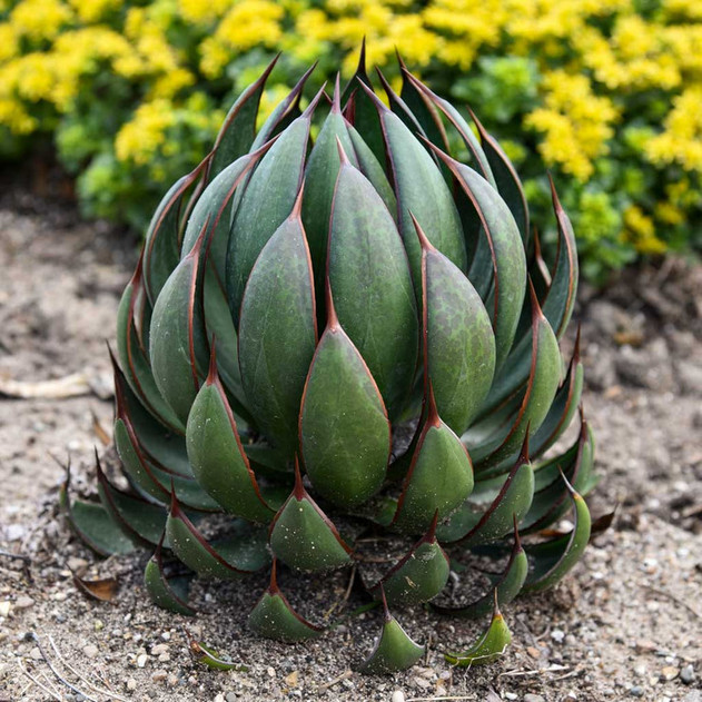 Mangave 'Praying Hands' - Mature Photo