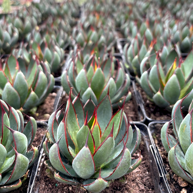 Mangave 'Praying Hands' - 4.5" Large Pots