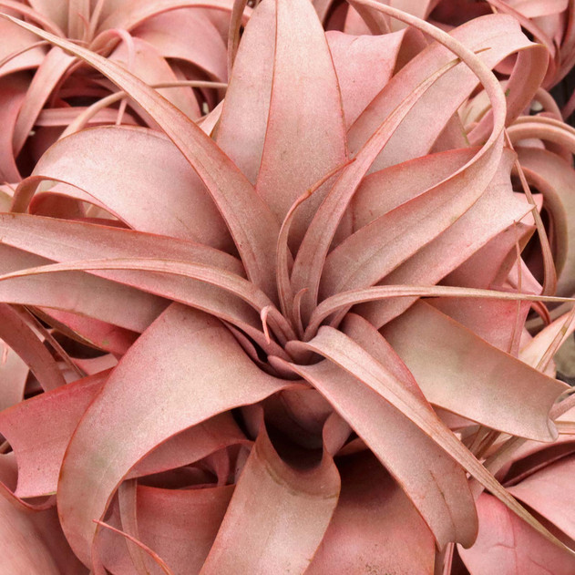 Air Plant - Tillandsia xerographica (red, infused) [4.0"]