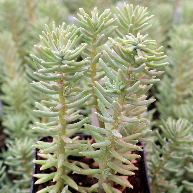 Sedum griseum - June